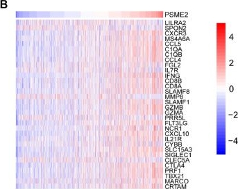 Fig.4.B showing Immunohistochemistry from the publication: PSME2 identifies immune-hot tumors in breast cancer and associates with well therapeutic response to immunotherapy.