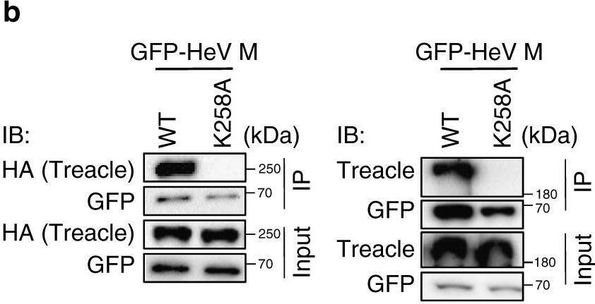 Fig.3.B showing Western Blotting in a Homo sapiens (Human) sample from the publication: Viral regulation of host cell biology by hijacking of the nucleolar DNA-damage response.