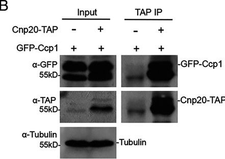 Fig.1.B showing Western Blotting in a Saccharomyces cerevisiae (Yeast) sample from the publication: Ccp1-Ndc80 switch at the N terminus of CENP-T regulates kinetochore assembly.