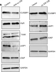 Fig.8.A showing Western Blotting from the publication: Long noncoding RNA uc.230/CUG-binding protein 1 axis sustains intestinal epithelial homeostasis and response to tissue injury.