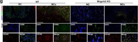 F4/80 (D4C8V) Rabbit Monoclonal Antibody (Alexa Fluor® 488