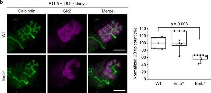 Fig.2.B showing Immunocytochemistry-immunofluorescence from the publication: Embigin is involved in the regulation of early mouse kidney development.