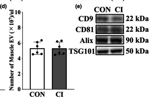 Fig.1.D showing Western Blotting in a Mus musculus (House mouse) sample from the publication: Extracellular vesicles derived from immobilization-induced atrophic muscle of male mice contain distinct microRNA profiles and impact mRNA profiles in brain neurons.