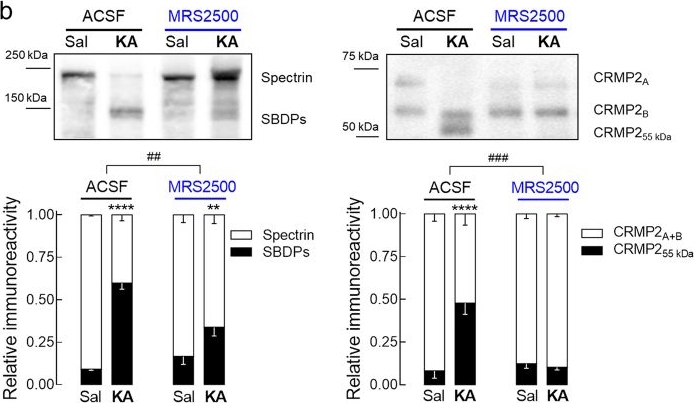 Fig.2.B showing Western Blotting in a Rattus norvegicus (Rat) sample from the publication: Glutamate-induced and NMDA receptor-mediated neurodegeneration entails P2Y1 receptor activation.