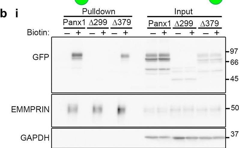 Fig.1.I showing Western Blotting in a Homo sapiens (Human) sample from the publication: A novel motif in the proximal C-terminus of Pannexin 1 regulates cell surface localization.