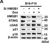 Fig.2.A showing Western Blotting from the publication: HMGB1 orchestrates STING-mediated senescence via TRIM30α modulation in cancer cells.