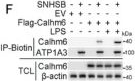 Fig.5.F showing Western Blotting from the publication: Calhm6 Governs Macrophage Polarization Through Chp1-Camk4-Creb1 Axis and Ectosomal Delivery in Inflammatory Responses.