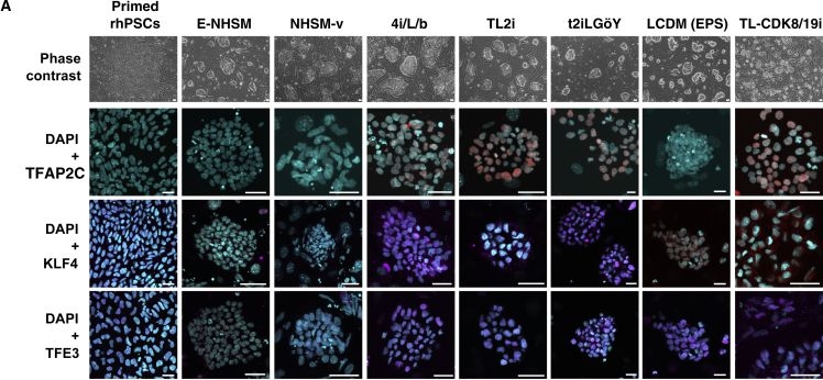 Fig.2.A showing Immunocytochemistry-immunofluorescence from the publication: Apoptosis, G1 Phase Stall, and Premature Differentiation Account for Low Chimeric Competence of Human and Rhesus Monkey Naive Pluripotent Stem Cells.