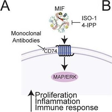 Fig.3.A from the publication: Apoptotic extracellular vesicles carrying Mif regulate macrophage recruitment and compensatory proliferation in neighboring epithelial stem cells during tissue maintenance.