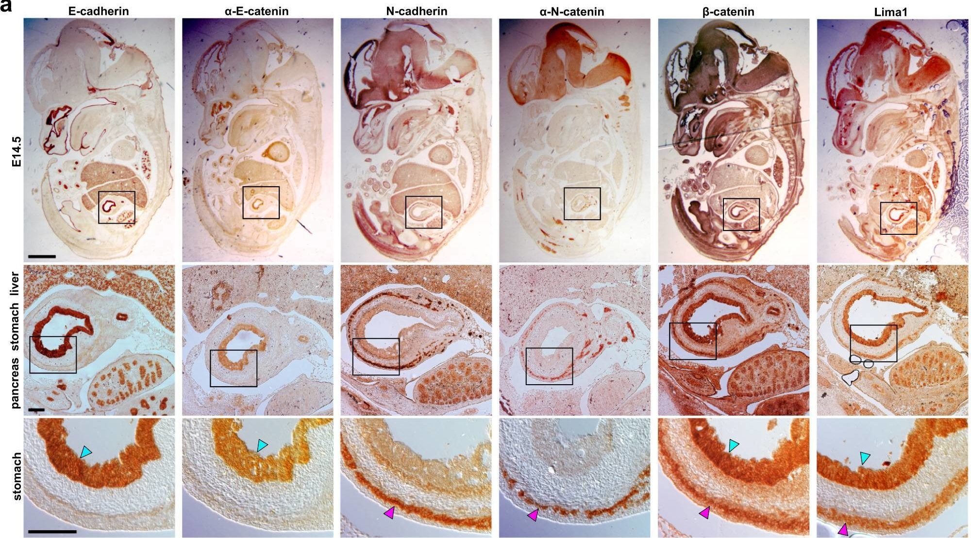 Fig.1.A showing Immunohistochemistry in a Mus musculus (House mouse) sample from the publication: Lima1 mediates the pluripotency control of membrane dynamics and cellular metabolism.