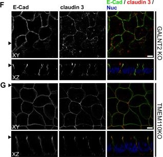 Fig.10.F showing Immunocytochemistry-immunofluorescence from the publication: A CRISPR screen in intestinal epithelial cells identifies novel factors for polarity and apical transport.