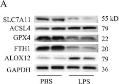 Fig.2.A showing Western Blotting from the publication: SERPINE1 drives ferroptosis in acute respiratory distress syndrome by disrupting mitochondrial NAD+ homeostasis and suppressing Sirt3 activity.