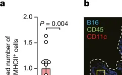 Fig.2.A showing Flow cytometry/Cell sorting from the publication: Dendritic cells direct circadian anti-tumour immune responses.