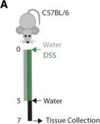 Fig.1.A from the publication: Adipocyte autophagy limits gut inflammation by controlling oxylipin and IL-10.
