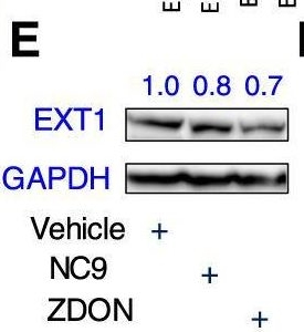 Fig.5.E showing Western Blotting in a Homo sapiens (Human) sample from the publication: Targeting transglutaminase 2 mediated exostosin glycosyltransferase 1 signaling in liver cancer stem cells with acyclic retinoid.