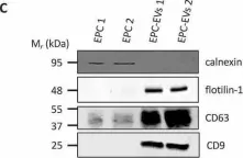 Fig.1.C showing Western Blotting in a Mus musculus (House mouse) sample from the publication: Extracellular vesicles from endothelial progenitor cells promote thyroid follicle formation.
