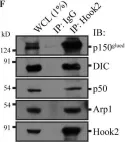 Fig.1.F showing Western Blotting in a Homo sapiens (Human) sample from the publication: The dynein adaptor Hook2 plays essential roles in mitotic progression and cytokinesis.