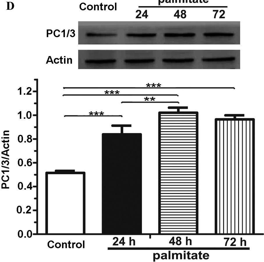 Fig.2.D showing Western Blotting from the publication: Endogenous GLP-1 as a key self-defense molecule against lipotoxicity in pancreatic islets.