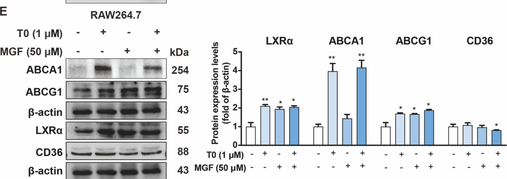 Fig.2.E showing Western Blotting from the publication: Combination of mangiferin and T0901317 targeting autophagy promotes cholesterol efflux from macrophage foam cell in atherosclerosis.