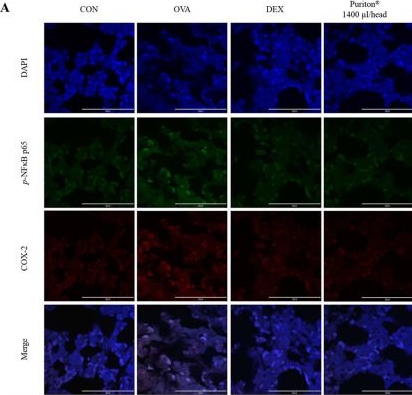 Fig.6.A showing Immunocytochemistry-immunofluorescence in a Mus musculus (House mouse) sample from the publication: Puriton attenuates the asthma severity in ovalbumin-induced murine model via balancing Th1/Th2 and inhibiting inflammation.