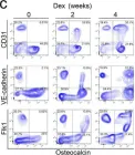 Fig.2.C showing Flow cytometry/Cell sorting in a Mus musculus (House mouse) sample from the publication: Cell Transitions Contribute to Glucocorticoid-Induced Bone Loss.
