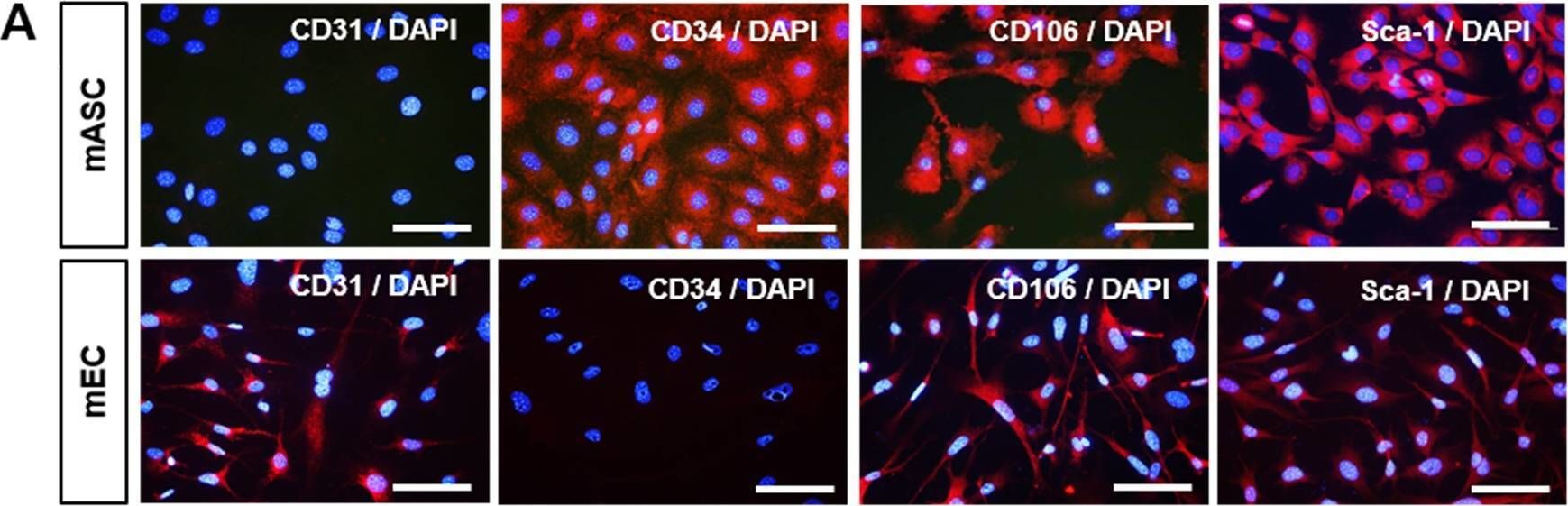 Fig.1.A showing Immunocytochemistry-immunofluorescence in a Mus musculus (House mouse) sample from the publication: Intramyocardial Adipose-Derived Stem Cell Transplantation Increases Pericardial Fat with Recovery of Myocardial Function after Acute Myocardial Infarction.