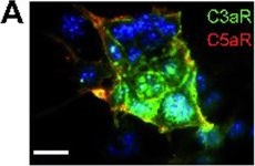 Fig.3.A showing Immunocytochemistry-immunofluorescence from the publication: Complement anaphylatoxins C3a and C5a induce a failing regenerative program in cardiac resident cells. Evidence of a role for cardiac resident stem cells other than cardiomyocyte renewal.