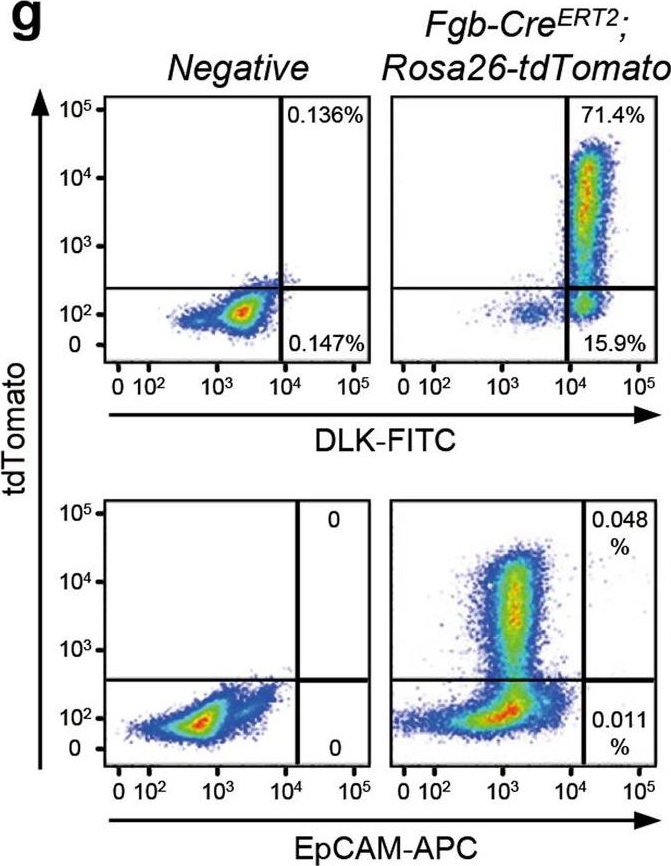 Fig.2.G showing Flow cytometry/Cell sorting in a Mus musculus (House mouse) sample from the publication: Comparative analysis of cell lineage differentiation during hepatogenesis in humans and mice at the single-cell transcriptome level.