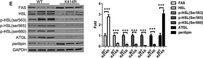 Fig.6.E showing Western Blotting in a Mus musculus (House mouse) sample from the publication: Mutation of the novel acetylation site at K414R of BECN1 is involved in adipocyte differentiation and lipolysis.
