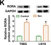 Fig.5.K showing Western Blotting in a Homo sapiens (Human) sample from the publication: Sevoflurane blocks glioma malignant development by upregulating circRELN through circRELN-mediated miR-1290/RORA axis.