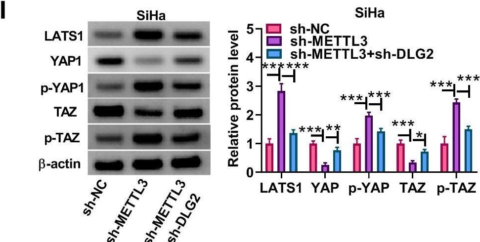 Fig.6.I showing Western Blotting in a Homo sapiens (Human) sample from the publication: METTL3-dependent DLG2 inhibits the malignant progression of cervical cancer by inactivating the Hippo/YAP signaling.
