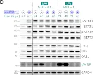 Fig.2.D showing Western Blotting from the publication: Respiratory Syncytial Virus Protects Bystander Cells against Influenza A Virus Infection by Triggering Secretion of Type I and Type III Interferons.