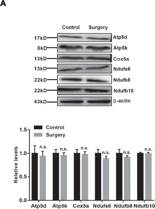 Fig.4.A showing Western Blotting in a Mus musculus (House mouse) sample from the publication: Hippocampus-Based Mitochondrial Respiratory Function Decline Is Responsible for Perioperative Neurocognitive Disorders.