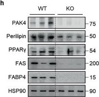 Fig.6.H showing Western Blotting in a Mus musculus (House mouse) sample from the publication: PAK4 phosphorylates cyclin-dependent kinase 2 to promote the G1/S transition during adipogenesis.
