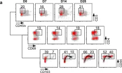 Fig.2.A showing Flow cytometry/Cell sorting in a Mus musculus (House mouse) sample from the publication: Suppression of mucosal Th17 memory responses by acellular pertussis vaccines enhances nasal Bordetella pertussis carriage.