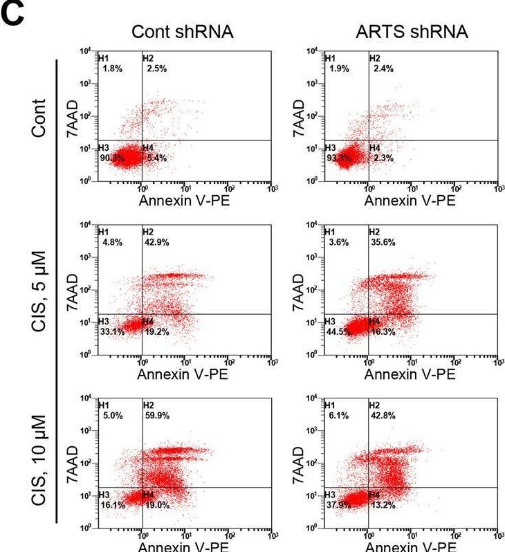 Fig.6.C showing Flow cytometry/Cell sorting from the publication: p53 induces ARTS to promote mitochondrial apoptosis.