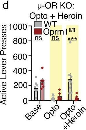 Fig.5.D from the publication: An opioid-gated thalamoaccumbal circuit for the suppression of reward seeking in mice.