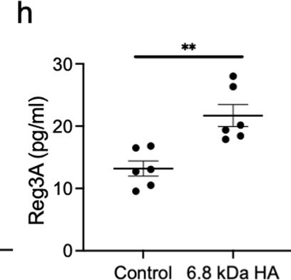 Fig.2.H showing Enzyme-linked immunosorbent assay from the publication: Dermal injury drives a skin to gut axis that disrupts the intestinal microbiome and intestinal immune homeostasis in mice.
