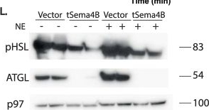 Fig.7.L showing Western Blotting in a Mus musculus (House mouse) sample from the publication: Semaphorin 4B is an ADAM17-cleaved adipokine that inhibits adipocyte differentiation and thermogenesis.