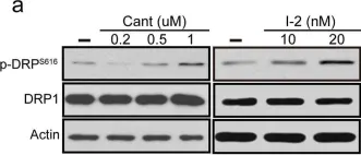 Fig.3.A showing Western Blotting from the publication: Prevention of mitochondrial impairment by inhibition of protein phosphatase 1 activity in amyotrophic lateral sclerosis.