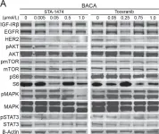 Fig.5.A showing Western Blotting from the publication: Human Genetic Relevance and Potent Antitumor Activity of Heat Shock Protein 90 Inhibition in Canine Lung Adenocarcinoma Cell Lines.