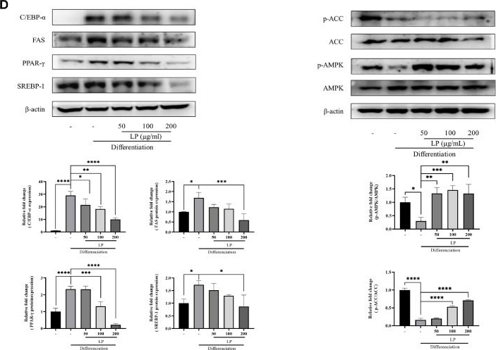 Fig.3.D showing Western Blotting from the publication: Ameliorative Effect of Heat-Killed Lactiplantibacillus plantarum Q1 (LPQ1) on Lipid Accumulation: Integration of Network Pharmacology with In Vitro and In Vivo Experiments.