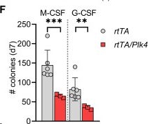 Fig.5.F from the publication: Extra centrosomes delay DNA damage-driven tumorigenesis.