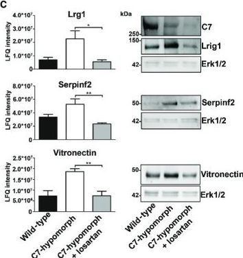 Fig.6.C showing Western Blotting in a Mus musculus (House mouse) sample from the publication: Losartan ameliorates dystrophic epidermolysis bullosa and uncovers new disease mechanisms.