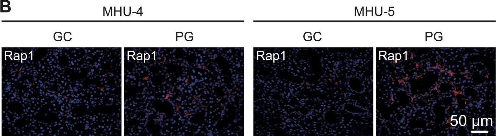 Fig.5.B showing Immunohistochemistry-immunofluorescence in a Mus musculus (House mouse) sample from the publication: Upregulation of Amy1 in the salivary glands of mice exposed to a lunar gravity environment using the multiple artificial gravity research system.