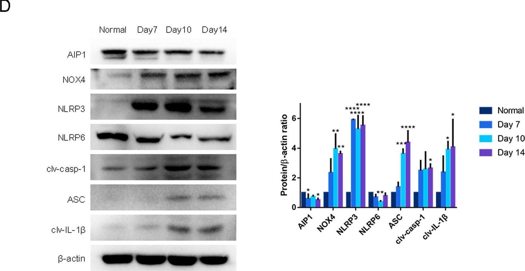 Fig.1.D showing Western Blotting in a Mus musculus (House mouse) sample from the publication: AIP1 suppresses neovascularization by inhibiting the NOX4-induced NLRP3/NLRP6 imbalance in a murine corneal alkali burn model.