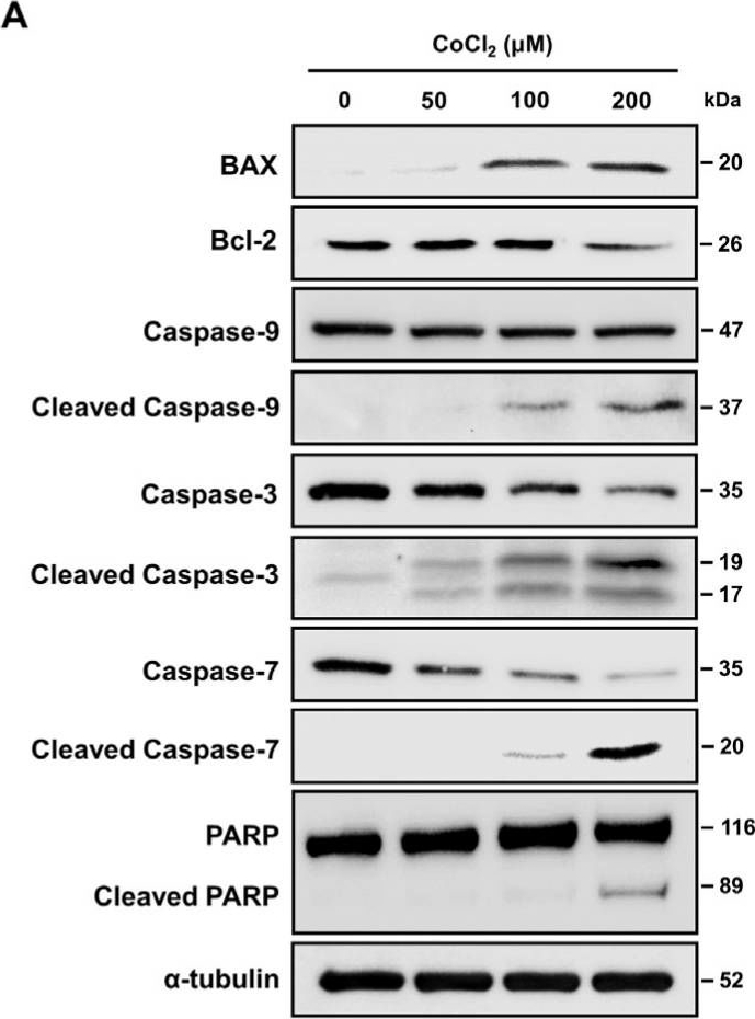 Fig.3.A showing Western Blotting in a Homo sapiens (Human) sample from the publication: Chemical Hypoxia Induces Pyroptosis in Neuronal Cells by Caspase-Dependent Gasdermin Activation.
