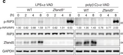 Fig.7.C showing Western Blotting in a Mus musculus (House mouse) sample from the publication: Zfand5 terminates TLR3/4 signaling and necroptosis by targeting TRIF to the proteasome for degradation.