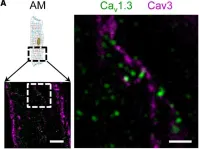 Fig.2.A showing Immunohistochemistry-immunofluorescence in a Mus musculus (House mouse) sample from the publication: Axial Tubule Junctions Activate Atrial Ca2+ Release Across Species.