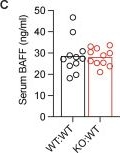 Fig.1.C from the publication: TACI regulates marginal zone B cell development.